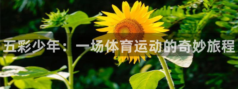 五彩少年：一场体育运动的奇妙旅程