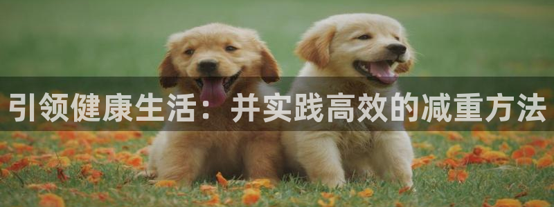 引领健康生活：并实践高效的减重方法